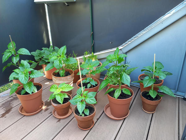 Chili Balkon