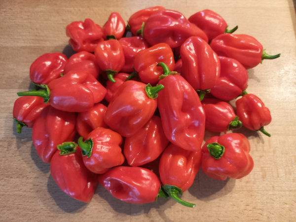 Chili Früchte geerntet